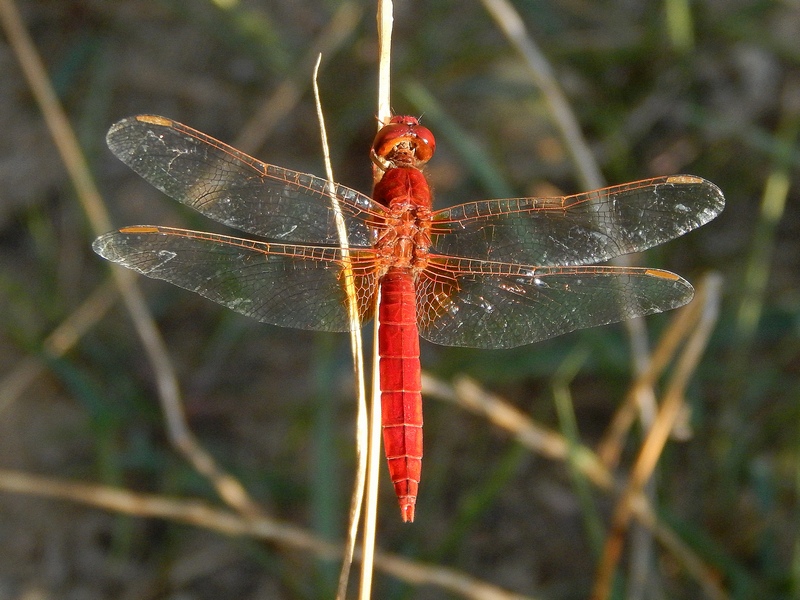 Crocothemis erythraea ?